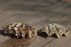Tridacna squamosina