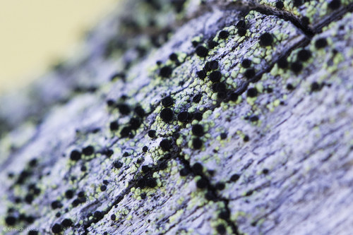 iNaturalist observation photo of Calicium pinicola