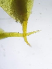 Tortula subulata