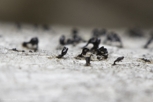 iNaturalist observation photo of Ascomycete Fungi