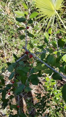 Ilex vomitoria image