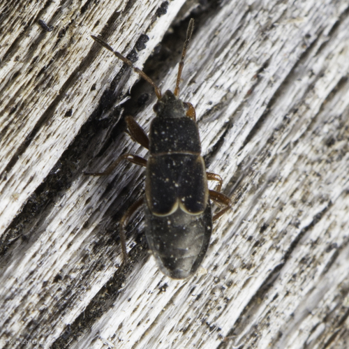 iNaturalist observation photo of Dirt-colored Seed Bugs