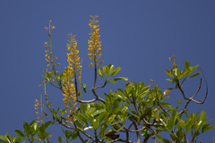 Vochysiaceae