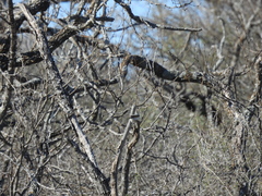 Baeolophus atricristatus