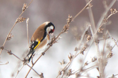 Carduelis carduelis