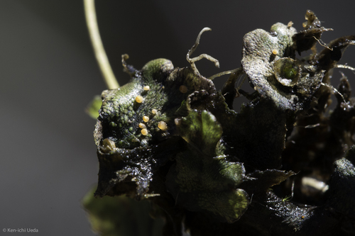 iNaturalist observation photo of Pyronemataceae