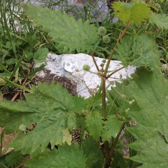 Urtica pilulifera