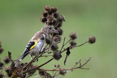 Carduelis carduelis