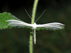 Pterophorus pentadactyla