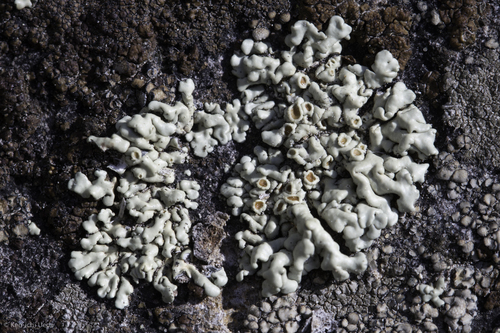 iNaturalist observation photo of Common Lichens
