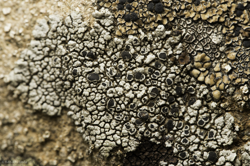 iNaturalist observation photo of Ascomycete Fungi