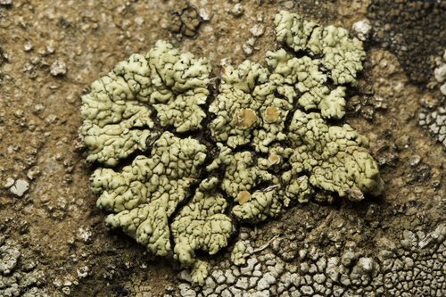 iNaturalist observation photo of Orange Rock Posy