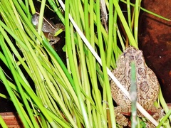 Phrynobatrachus natalensis