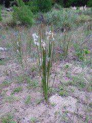 Androtrichum trigynum