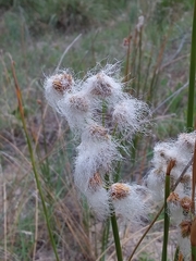 Androtrichum trigynum