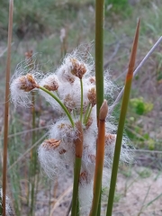Androtrichum trigynum