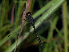 Trithemis nuptialis