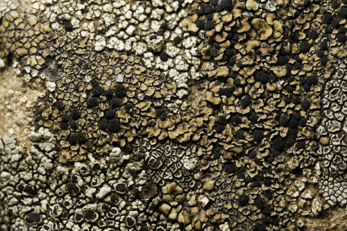 iNaturalist observation photo of Common Lichens