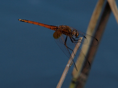 Trithemis pluvialis