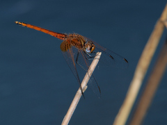 Trithemis pluvialis