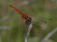 Trithemis pluvialis