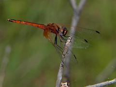 Trithemis pluvialis