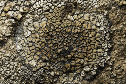 iNaturalist observation photo of Common Lichens