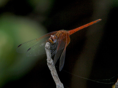 Trithemis pluvialis