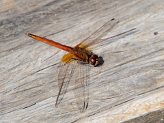 Trithemis pluvialis