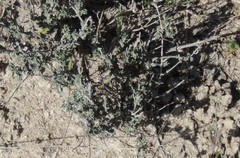 Thymus lacaitae