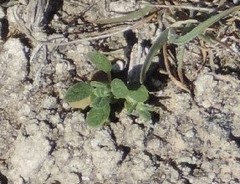 Helianthemum ledifolium