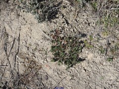 Thymus lacaitae