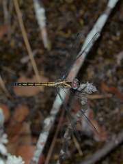 Trithemis stictica