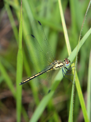 Trithemis stictica