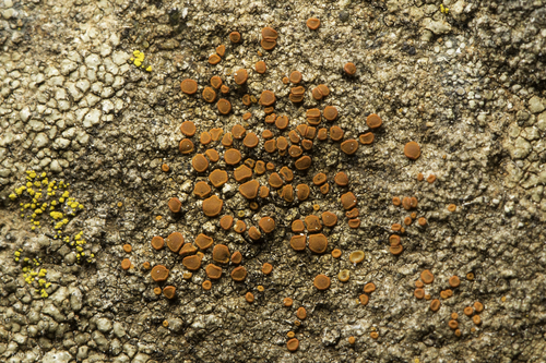 iNaturalist observation photo of sunburst lichens, firedots, and allies