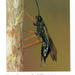 European Woodwasp - Photo (c) spelio, some rights reserved (CC BY-NC-SA)