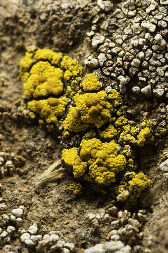 iNaturalist observation photo of Sagebrush Goldspeck Lichen