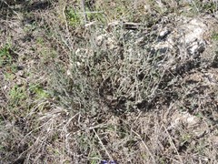 Thymus lacaitae