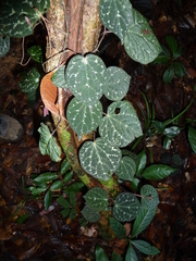 Piper porphyrophyllum