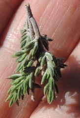 Thymus lacaitae