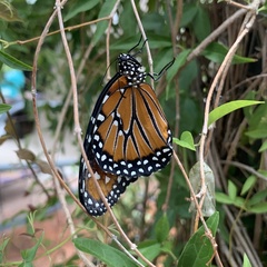 Danaus gilippus