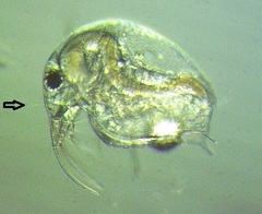 Bosmina longirostris