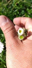 Leptostelma maximum