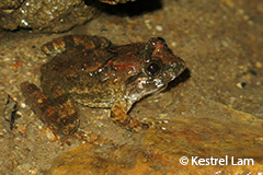 Fujian Large-Headed Frog photo 3
