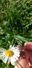 Leptostelma maximum