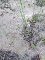 Polygala cyparissias