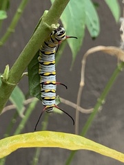 Danaus gilippus