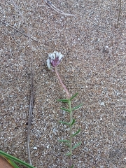Polygala cyparissias