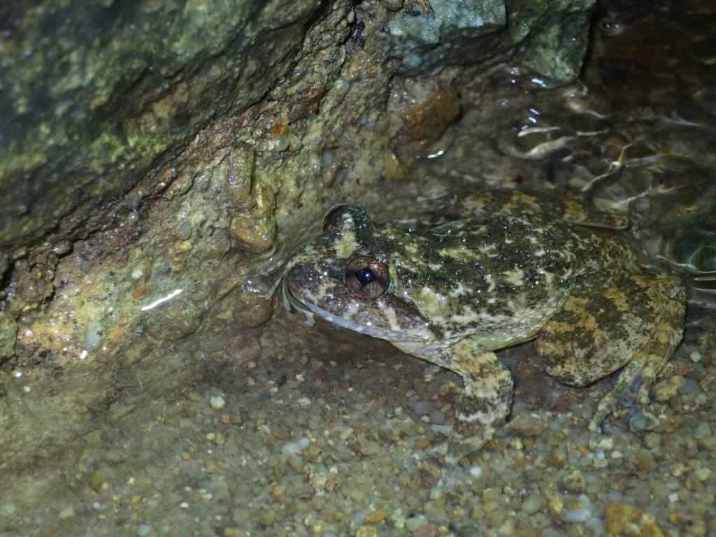 Hong Kong Paa Frog