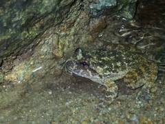 Quasipaa exilispinosa